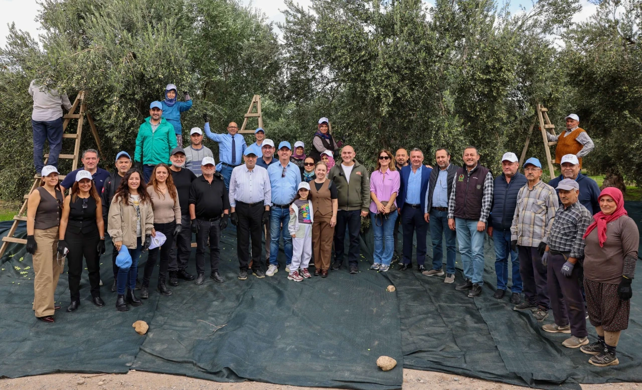Akhisar’da zeytin hasadı: Kıracaksan zeytin kır