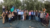 Akhisar’da zeytin hasadı: Kıracaksan zeytin kır