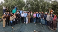 Akhisar’da zeytin hasadı: Kıracaksan zeytin kır