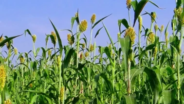 İzmir'de üreticilere Sorgum Sudan Otu Tohumu dağıtıldı