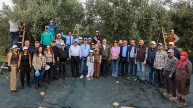 Akhisar’da zeytin hasadı: Kıracaksan zeytin kır