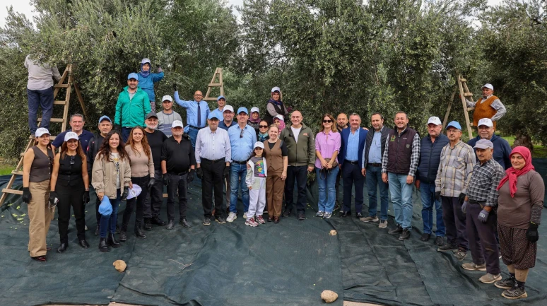 Akhisar’da zeytin hasadı: Kıracaksan zeytin kır