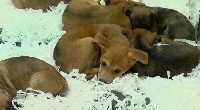 Pet shoplarda hayvan satışı 7 ay sonra sona erecek: Çok büyük bir izdiham olur