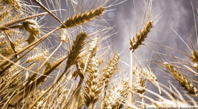 Türkiye'de ekmeklik buğday ve arpaya zam