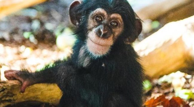 İsveç'te şempanze gerilimi... Hayvanat bahçesi ağır eleştiri altında